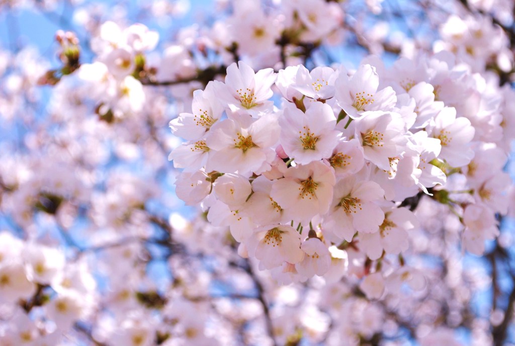 cherry　blossom