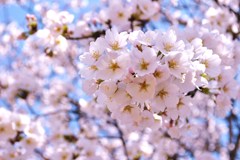 cherry　blossom