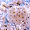 cherry　blossom