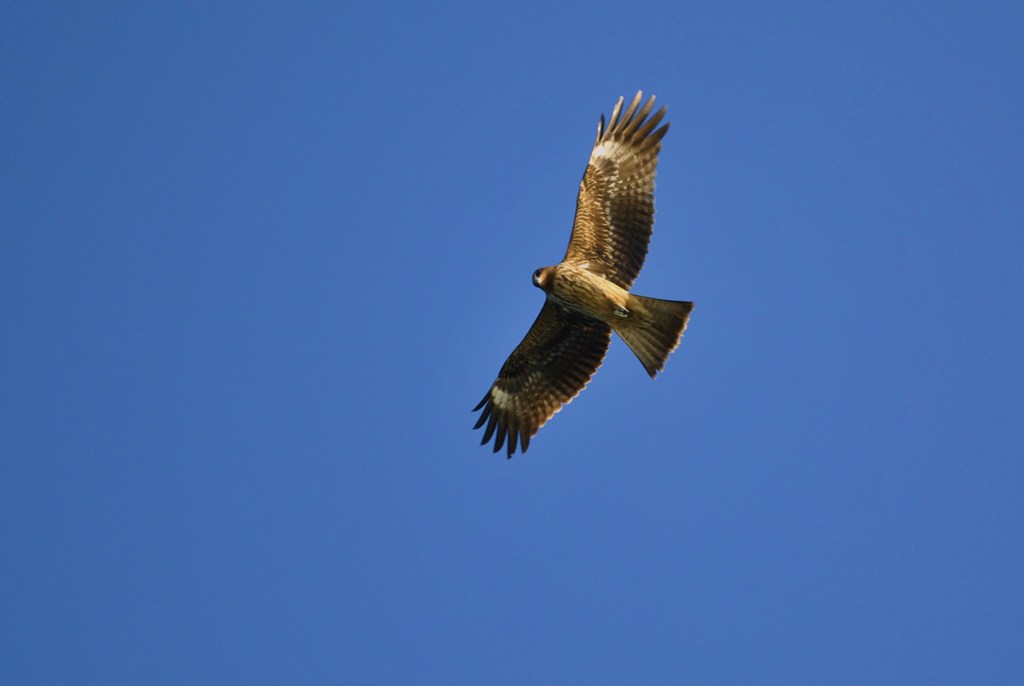 LOOKOUT！