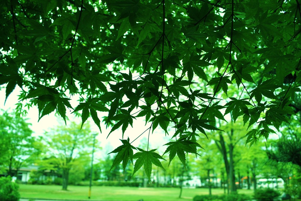 緑の公園