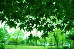 緑の公園