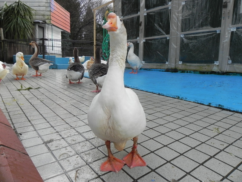 アフラーーック