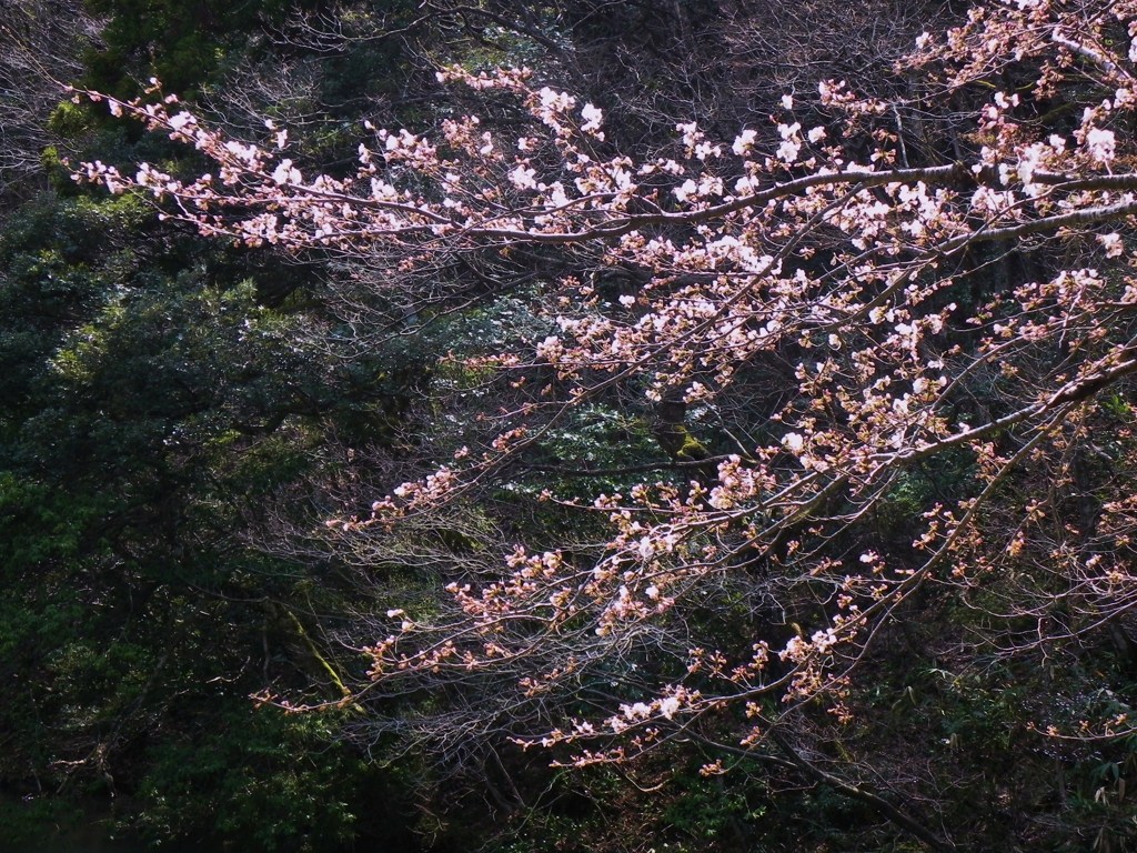 サクラサク