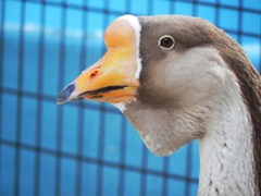 ガチョウさん
