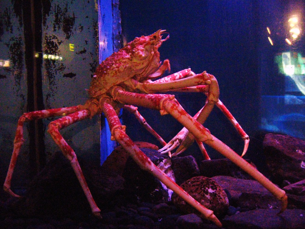 タカアシガニ