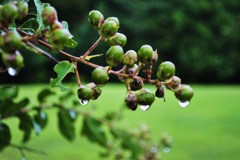 雨だれ
