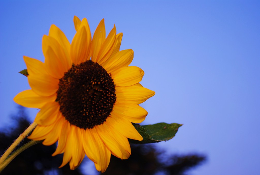夏の花