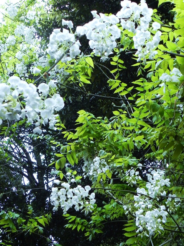 白藤