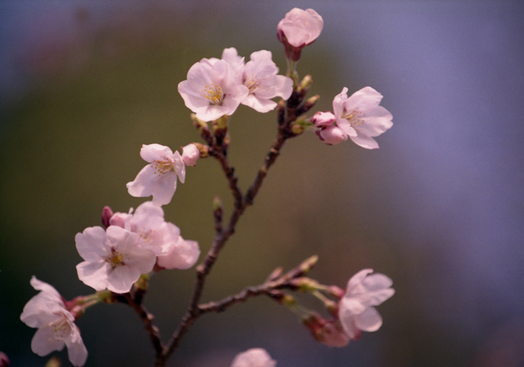 清水寺の桜