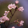 清水寺の桜