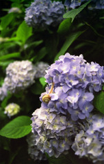 矢田寺の紫陽花と蝸牛