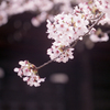 仁和寺の桜