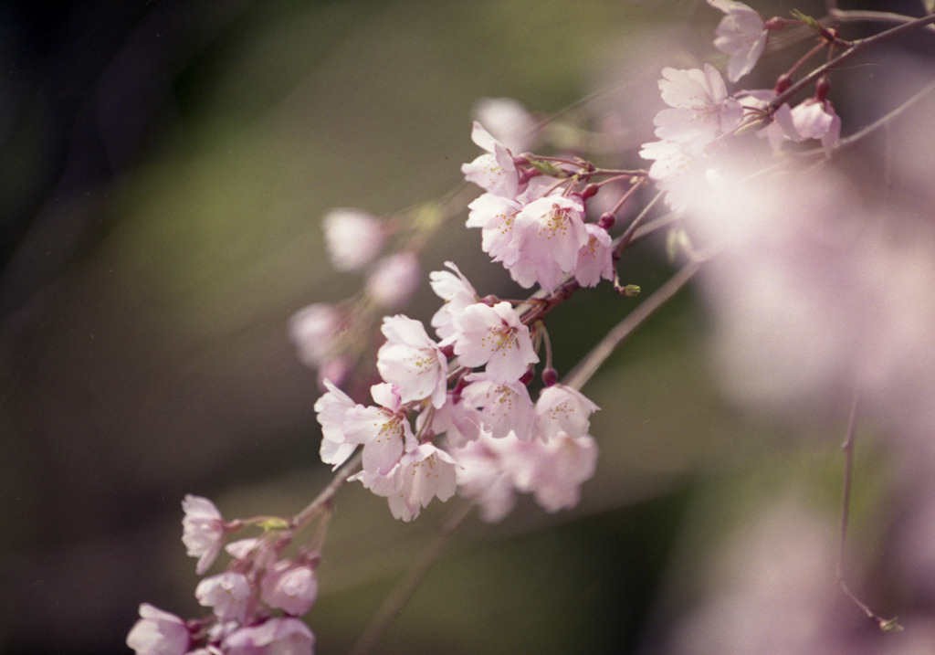 平安神宮の桜