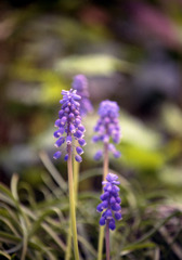 庭の花
