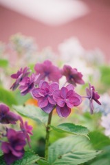 誰かさん家の紫陽花