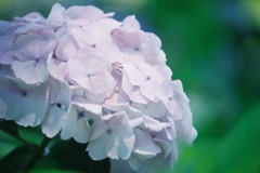 三室戸寺の紫陽花