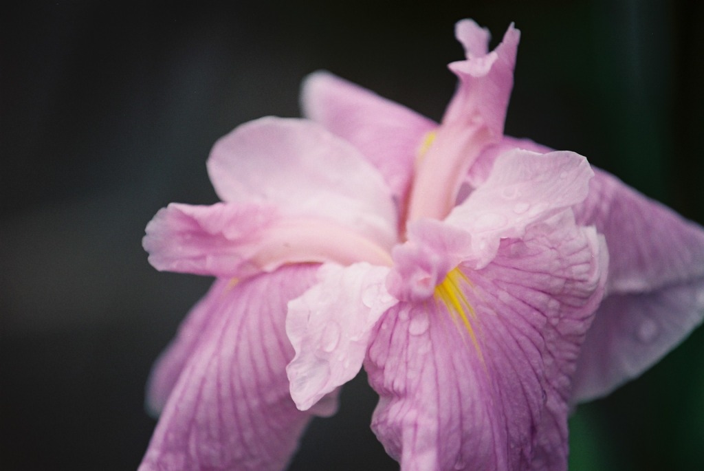 城北公園の菖蒲
