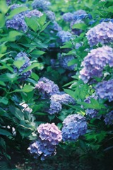 三室戸寺の紫陽花
