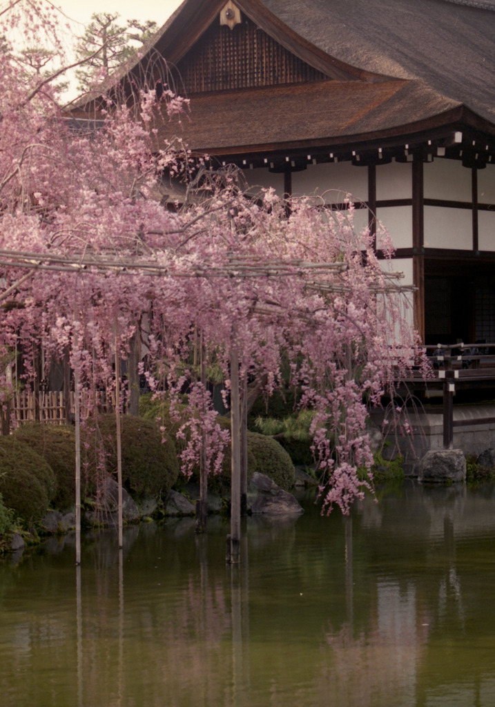 平安神宮のしだれ桜