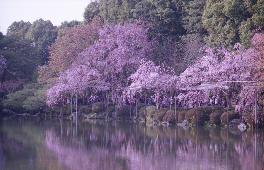 平安神宮のしだれ桜