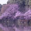 平安神宮のしだれ桜