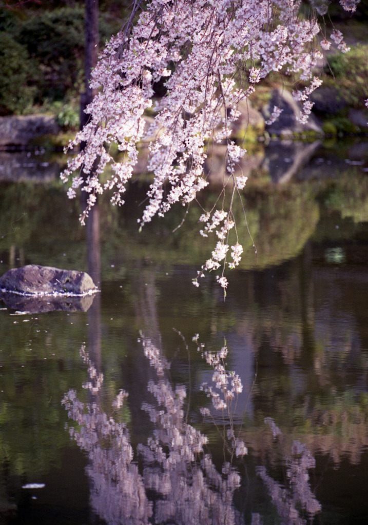 平安神宮の桜