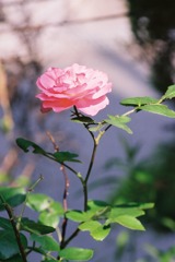 庭の薔薇