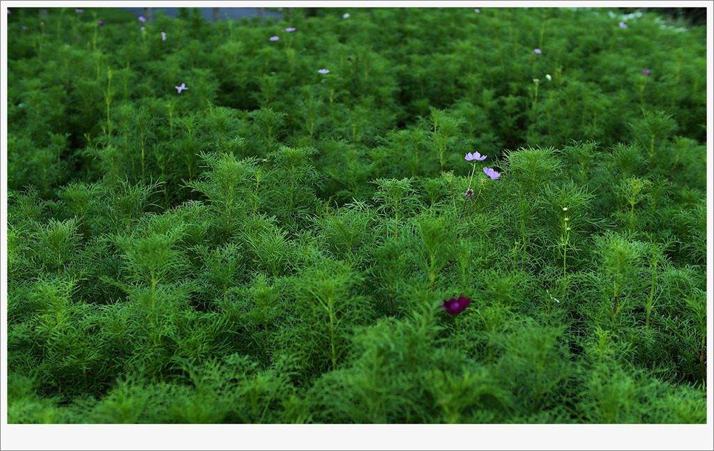 小さな森