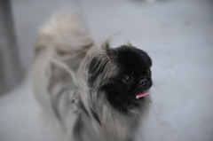 犬？