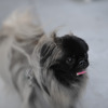 犬？