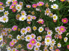 2010_0530_173221-P5300196