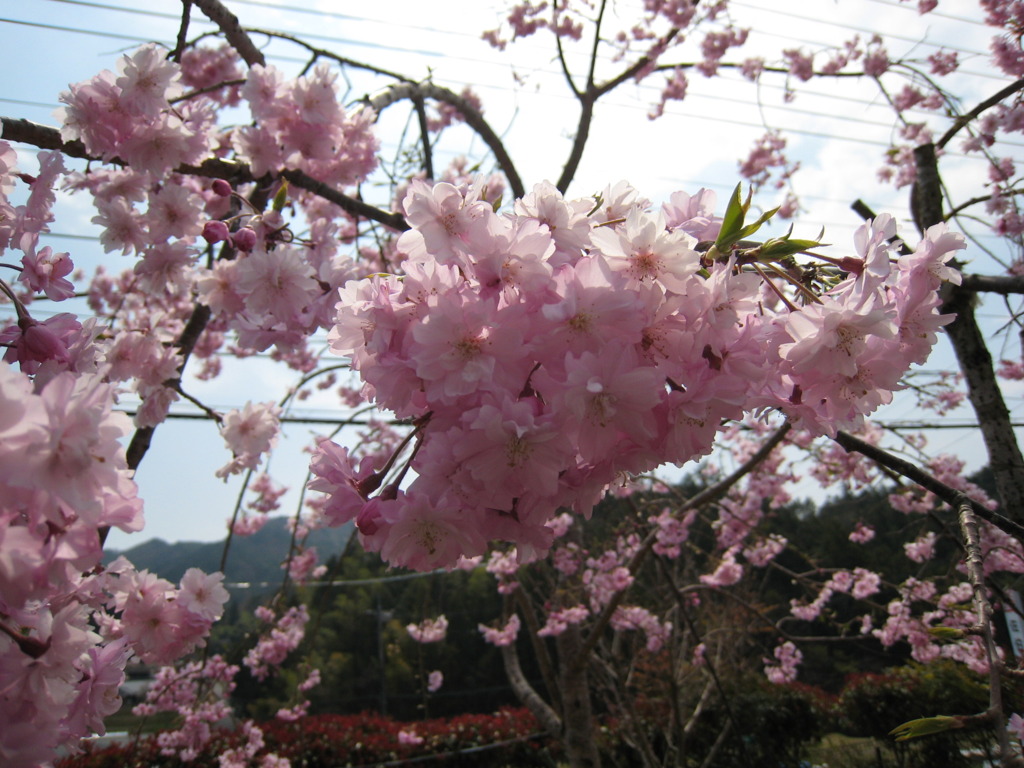 2009_0412_114225-IMG_0479