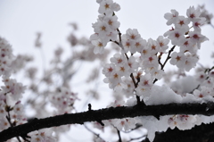 雪が降りました 