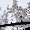 雪が降りました 
