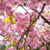 サクラ　２０１０最後かな