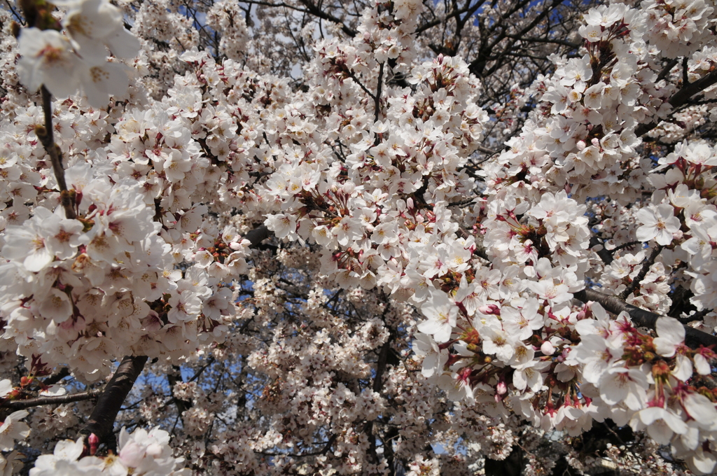 さくら☆桜☆サクラ