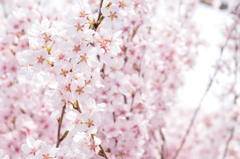 さくら★桜