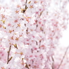 さくら★桜