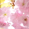 桜☆桜☆桜