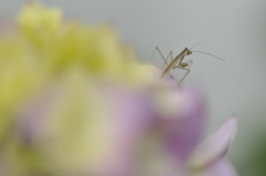 カマキリ