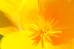 黄色　∈　花