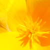 黄色　∈　花