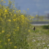 なのはな×鳥
