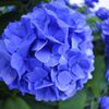 紫陽花