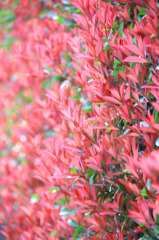 Red & Green