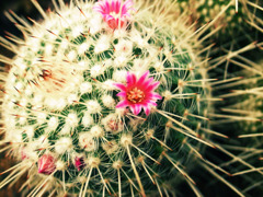 花と針