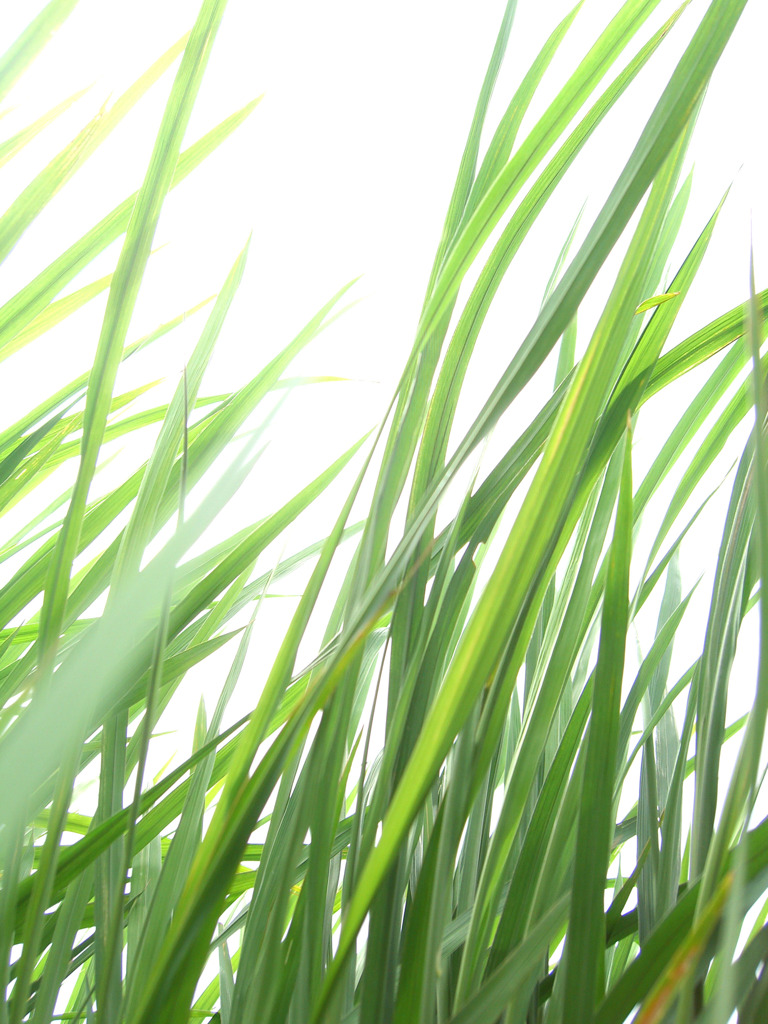 草風