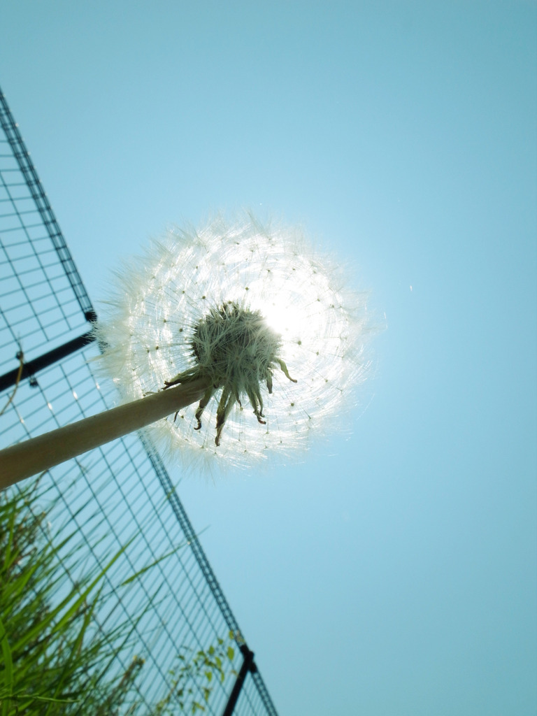 わたげ太陽