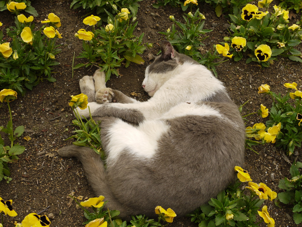 花畑猫（上から）